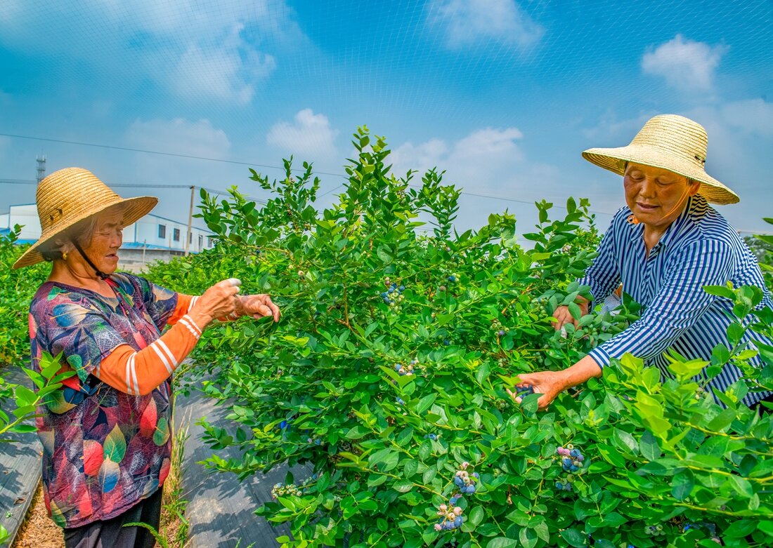 11《蓝莓熟了》组+何清 _proc.jpg