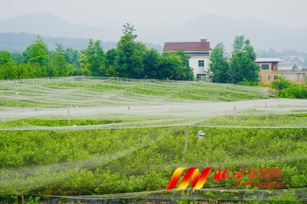 小小蓝莓果 铺就致富路.JPG