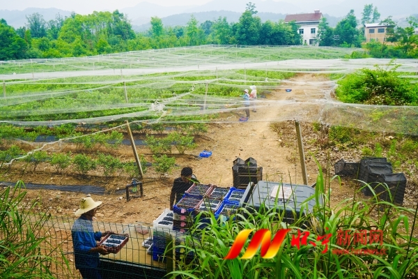小小蓝莓果 铺就致富路3.JPG