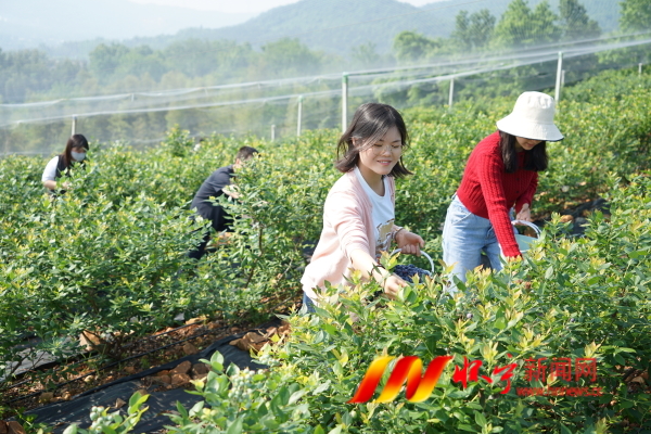 图为游客在怀宁县月山镇复兴村蓝莓基地采摘蓝莓.JPG