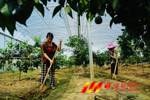 特色产业助农增收.JPG
