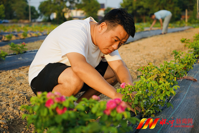 玫瑰花种植走上“香”村振兴路.jpg