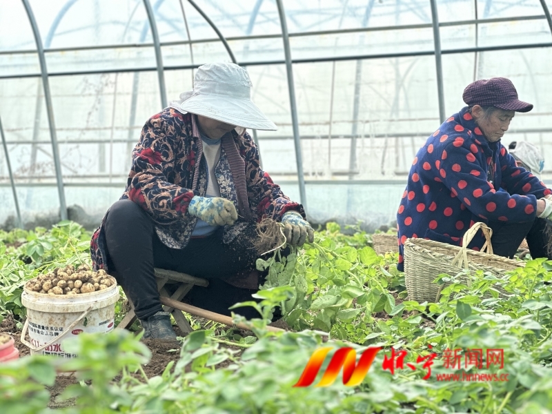 特色种植助增收.JPG
