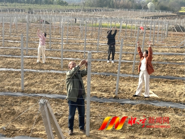 种植药用丝瓜促增收.jpg