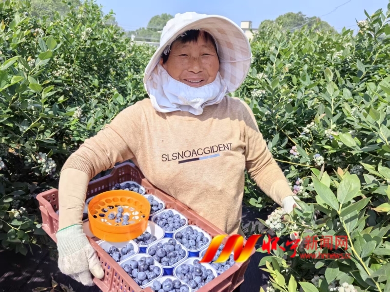 清河乡：源头品控保障“莓”好滋味.jpg