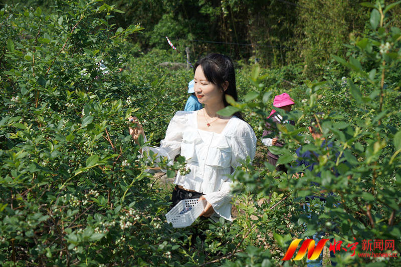 安徽怀宁县雷埠乡“靠山吃山”越吃越香3.JPG