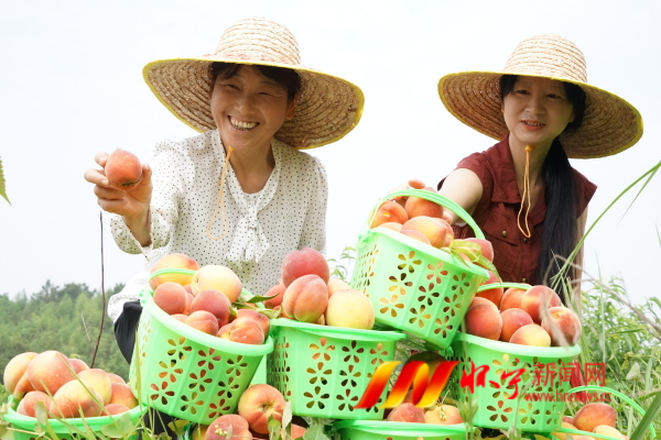 硕果满枝.JPG