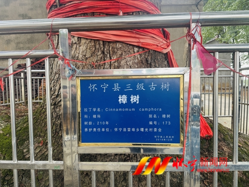 村民接力守护 200余年古树生机勃勃2_副本.jpg