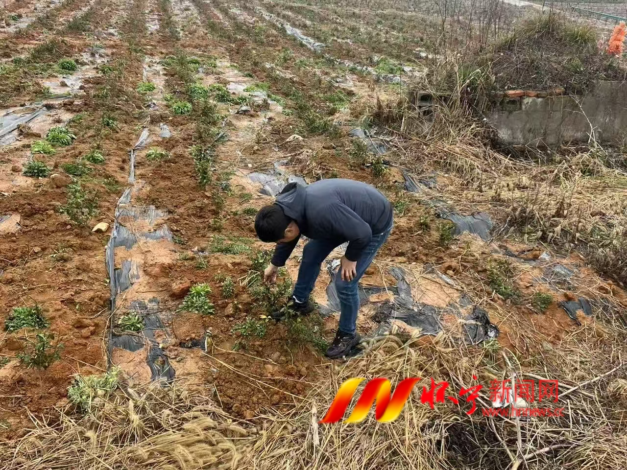 清河乡：春茶种植正当时 技术指导到田间2.png