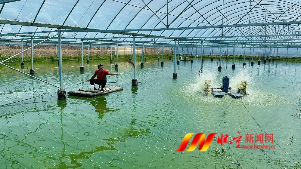 沼虾养殖铺就增收路_副本.jpg